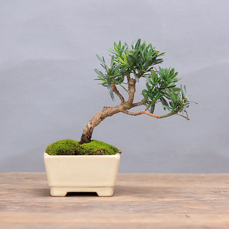 南通雀舌罗汉松_云栖园 南通雀舌罗汉松正宗 精品小品盆景微型盆景