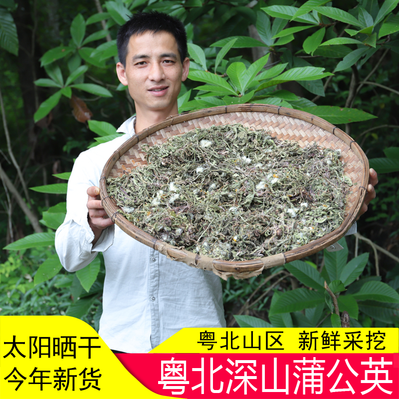 野生蒲公英粤北新鲜干货500g无硫