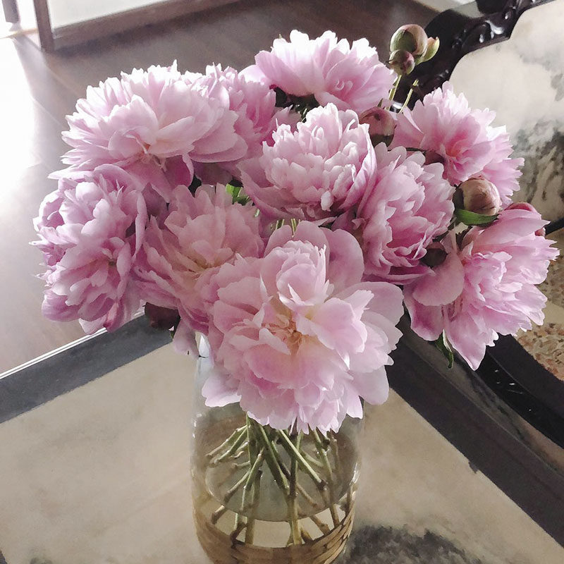 重瓣芍药油牡丹鲜切花云南昆明鲜花直发水养家庭插花客厅顺丰冷运