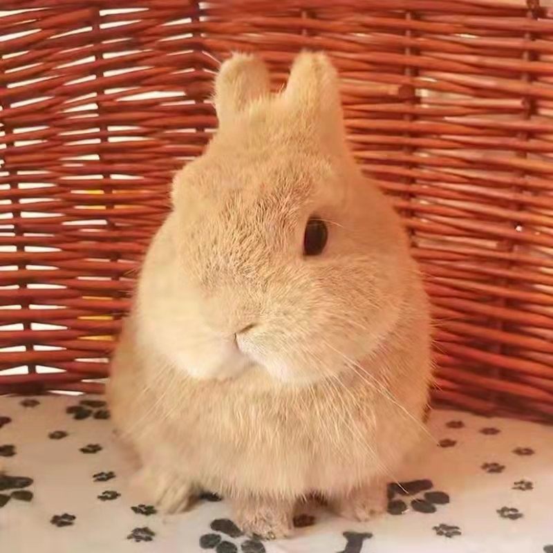 网红宠物兔长不大白色侏儒兔小型垂耳兔子活物适合小孩子养的宠物