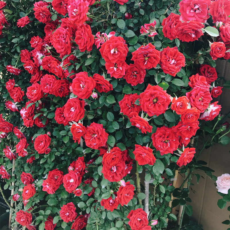 小女孩蔷薇月季爬藤四季开藤本月季小花多花庭院阳台植物开花大全