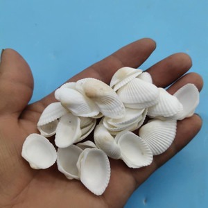 天然海螺白色贝壳白椰贝毛贝鱼缸水族装饰贴墙diy材料半斤装包邮