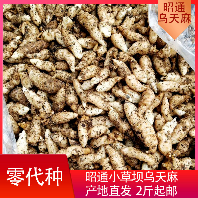高产栽培500g云南野生原种天麻籽天麻种子天麻种籽天麻种植苗野生