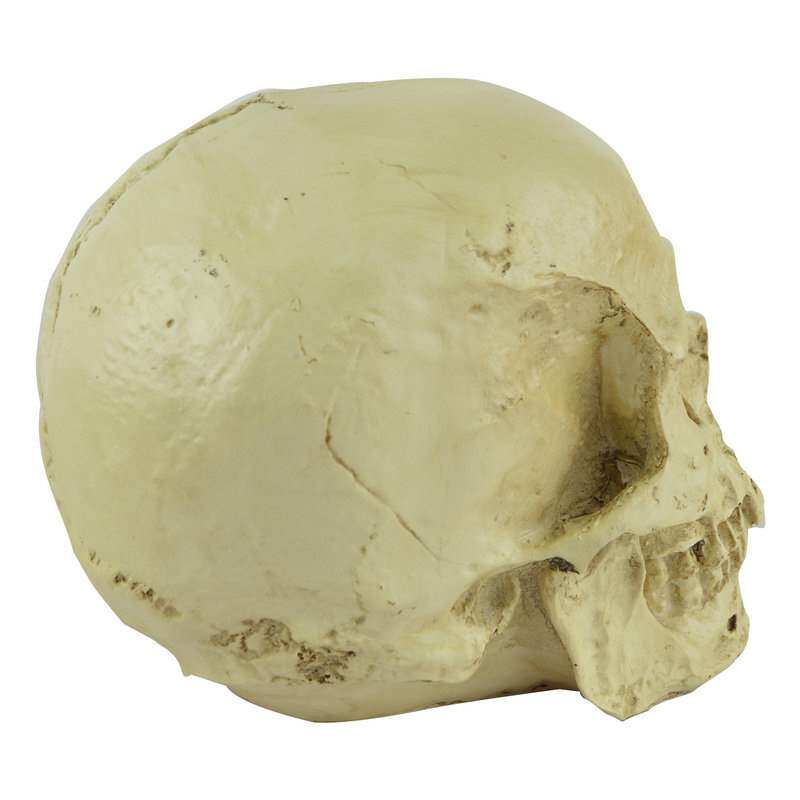 头骨模型万圣节装饰仿真人类医学树脂儿童骷髅其它