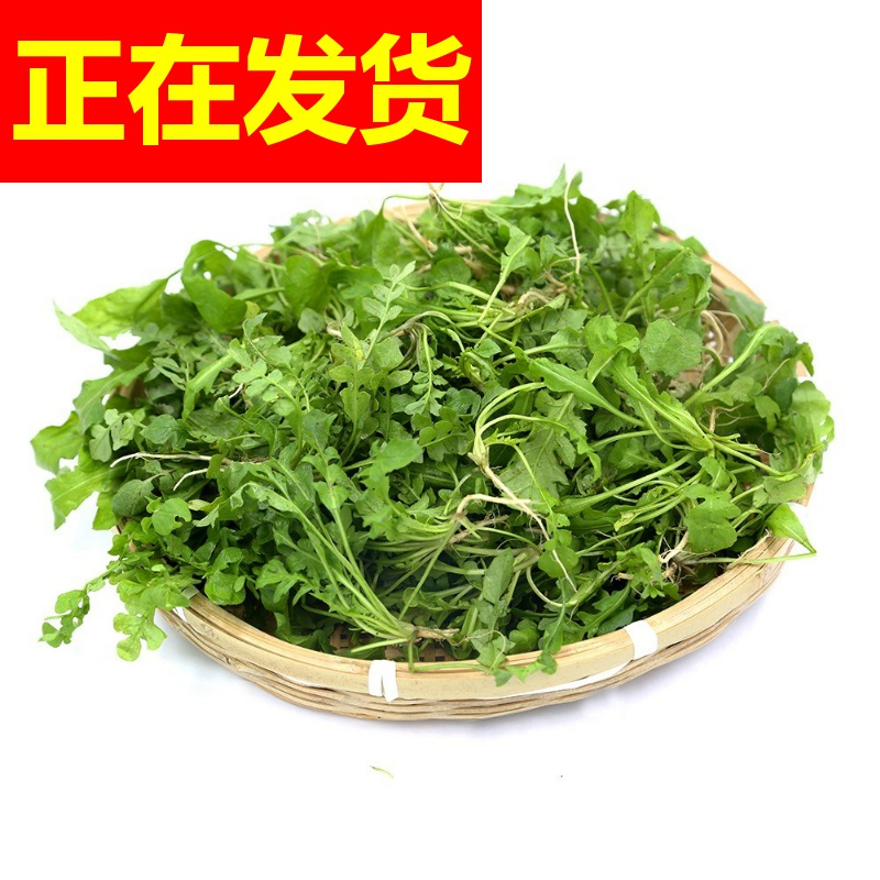 新鲜初一也发货 嫩干净新鲜荠菜5斤荠荠菜野菜新鲜野生现挖饺子饭|msdalam kategori daging perikanan/Buah-buahan segar dan sayur-sayuran/dimasak, sayur-sayuran segar/Vegetable Products, sayur-sayuran segar, 荠菜 - dari Buy2taobao.com untuk memberikan perkhidmatan ejen Taobao profesional membeli