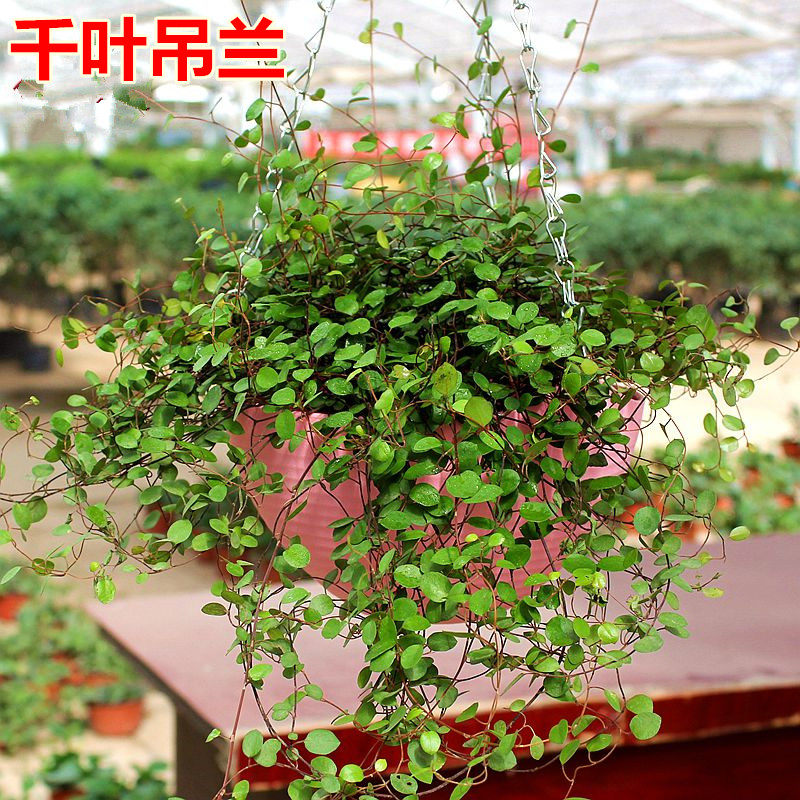 净化空气 室内盆栽植物 千叶吊兰 新房的绿色清新剂 又叫婚纱吊兰