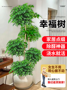 幸福树客厅盆栽大型旺宅绿植室内好养发财树花盆景新房除甲醛植物