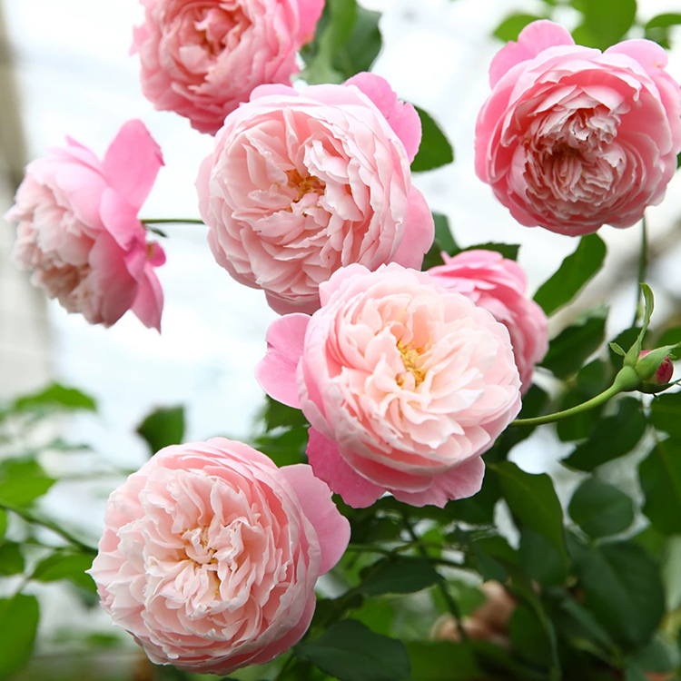 【带花苞】羽毛月季盆栽花苗阳台庭院四季花苗大花浓香月季开花——临