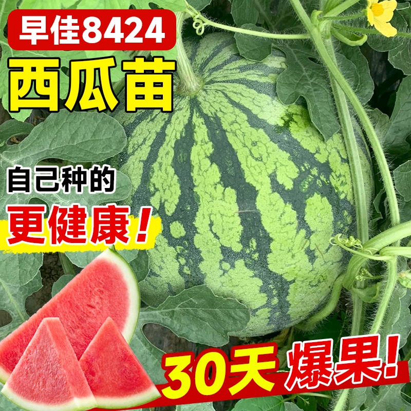 8424西瓜苗秧盆栽麒麟大西瓜种籽南方嫁接无籽西瓜水果蔬菜苗秧苗