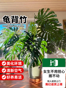 大叶龟背竹客厅大盆栽老桩植物室内大型绿植落地大花盆水培好养活