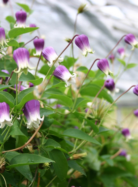 铁线莲盆栽苗群青之君樱桃唇押切铃铛铁爬藤庭院阳台耐寒植物花