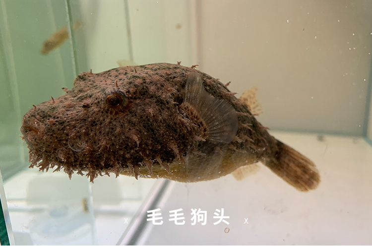 [周末水族]毛毛狗头 网红河豚鱼气球鱼毛毛狗头鱼丑萌活体宠物鱼