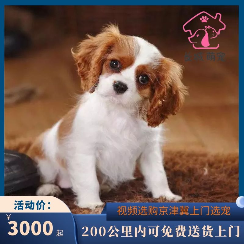 纯种贵族犬查理王小猎犬活体宠物狗幼犬北京可实地挑选视频选购