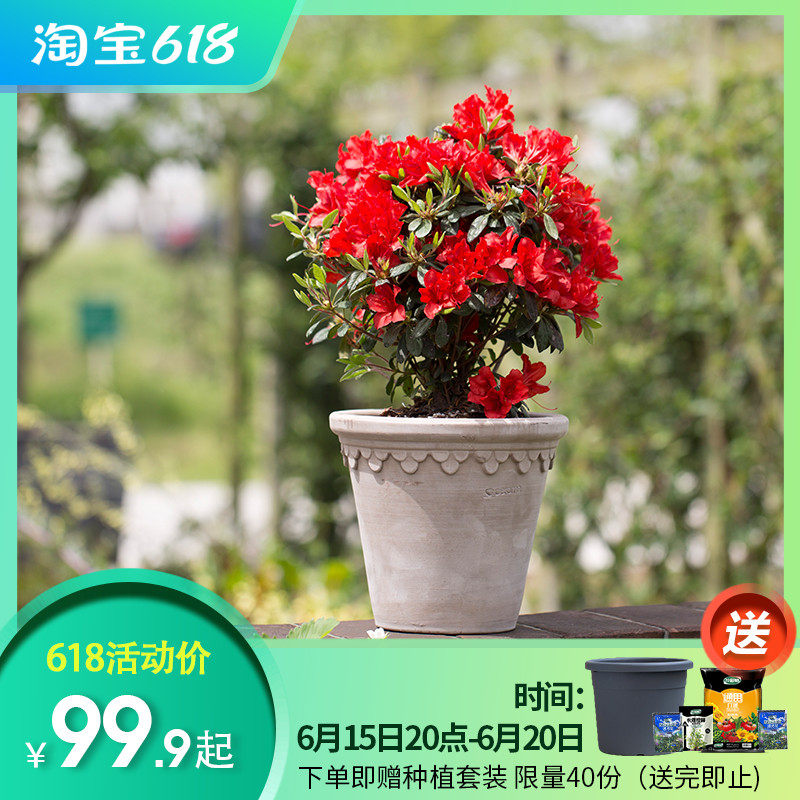 安酷杜鹃盆栽苗虹越花园阳台纺绸粉丝带多季开花常绿花灌木花苗