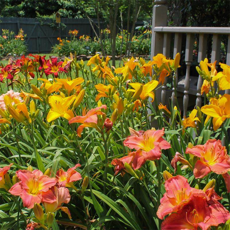 萱草盆栽苗 虹越庭院花园宿根花卉耐热耐寒多年生观花