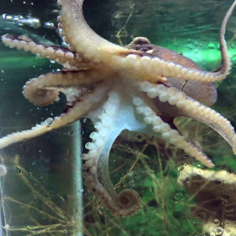 八爪鱼章鱼 活体真蛸 短蛸长 蛸霞红章鱼 鱿鱼 聪明鱼印 尼章鱼