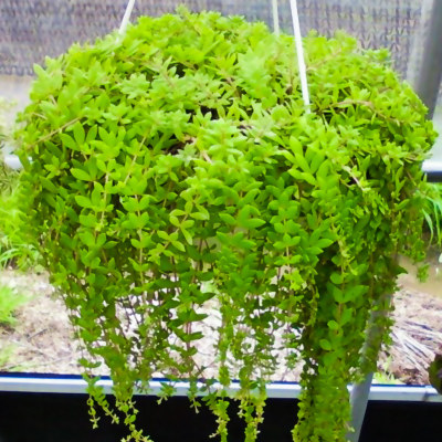 生长速度快植物花卉 垂盆草吊兰 四季常青 见土就活盆栽垂吊绿植