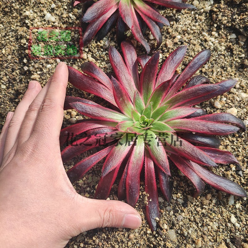 惊鸿孔雀锦火凤凰白红黄多肉植物老桩室内稀有变异法师多年生盆栽