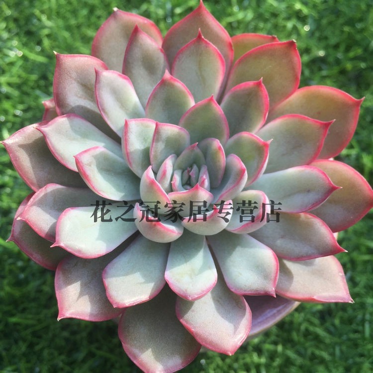 蔷薇月影多肉植物多肉植物