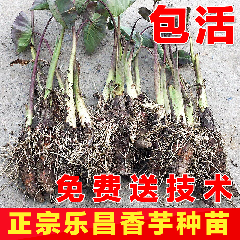 正宗广东乐昌张溪香芋头苗 炮弹芋头种子 新鲜蔬菜槟榔芋 芋头苗|ruв категории водной мясо/свежие фрукты и овощи/еда, свежие овощи/овощной продукции, свежие овощи, 芋头 - от Buy2taobao.com для оказания профессиональной услуги покупки агента Taobao