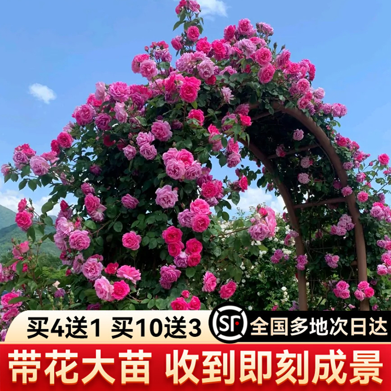 藤本龙沙宝石月季蔷薇特大花苗爬藤植物庭院耐寒植物盆栽四季开花