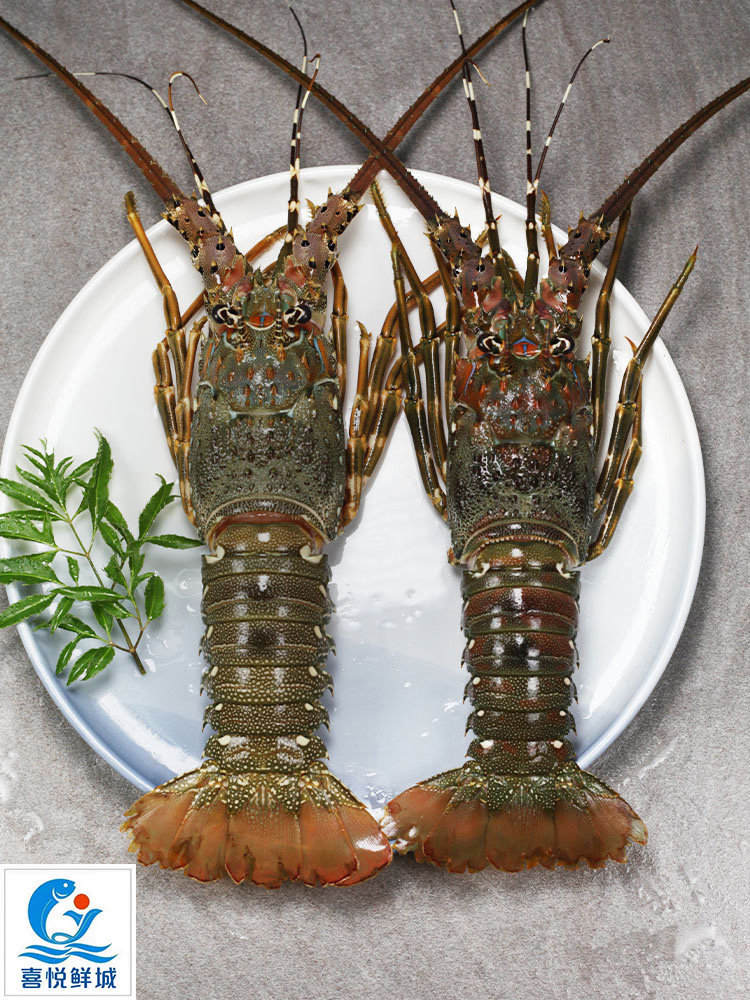 青龙虾鲜活包邮_湛江鲜活大龙虾青龙虾花龙虾青龙仔花龙仔油龙虾海鲜