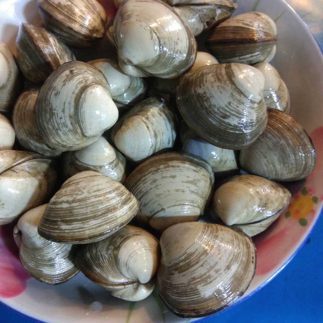 海鲜水产鲜活贝类白蚬子白蛤野生蛤蜊蚬子白蛤蜊海蛤蜊烧烤在类目 水产肉类/新鲜蔬果/熟食, 海鲜/水产品/制品, 贝类, 贝类制品中 - 来自Buy2taobao.com提供专业的淘宝代购服务