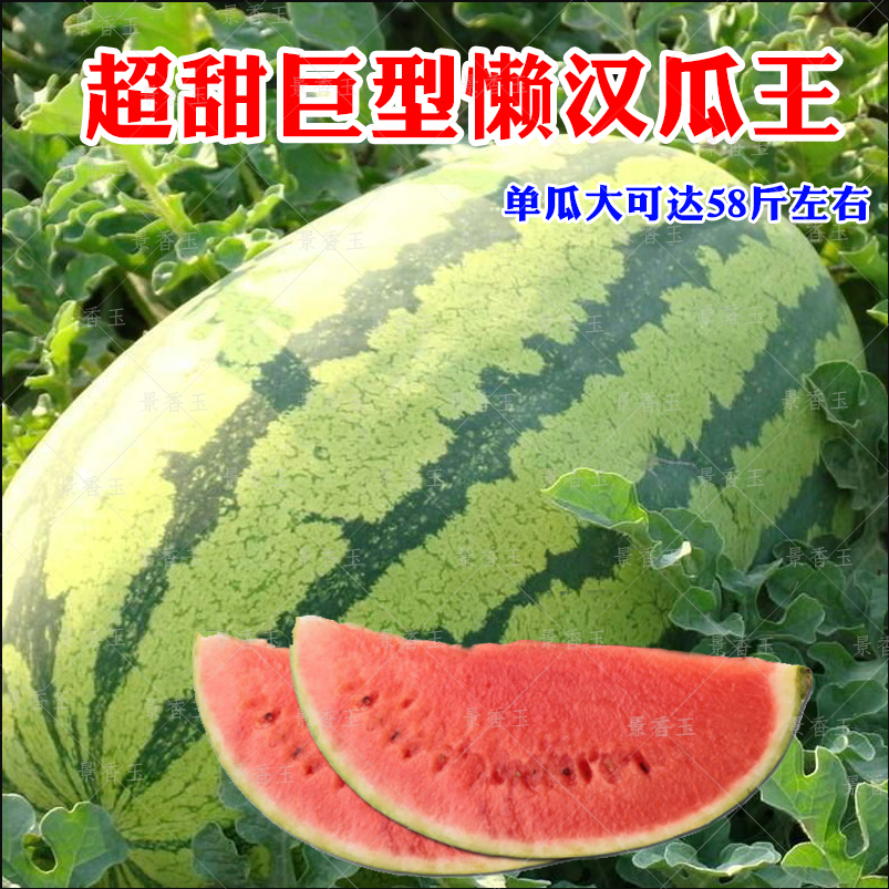 麒麟8424西瓜种子特大高产甜王懒汉巨型种籽早熟四季
