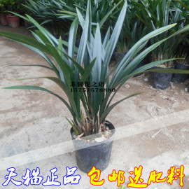 四季极品墨兰金边兰花苗盆栽植物花卉名贵带花苞建兰好养开花不断