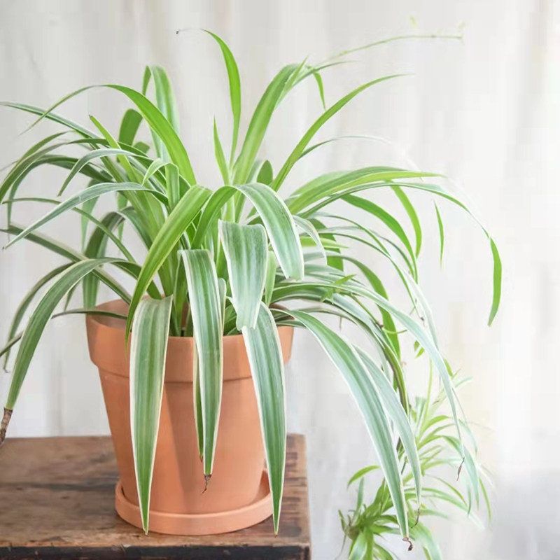 大金边金心吊兰植物室内垂吊吸甲醛净化空气水培绿植盆栽花卉四季