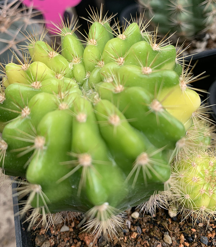 描春实生带锦金盛丸锦仙人球多肉植物盆栽仙人掌科防辐射稀有进口