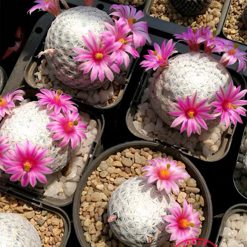 描春实生白鸟仙人球突球属仙人掌科多肉植物盆栽防辐射