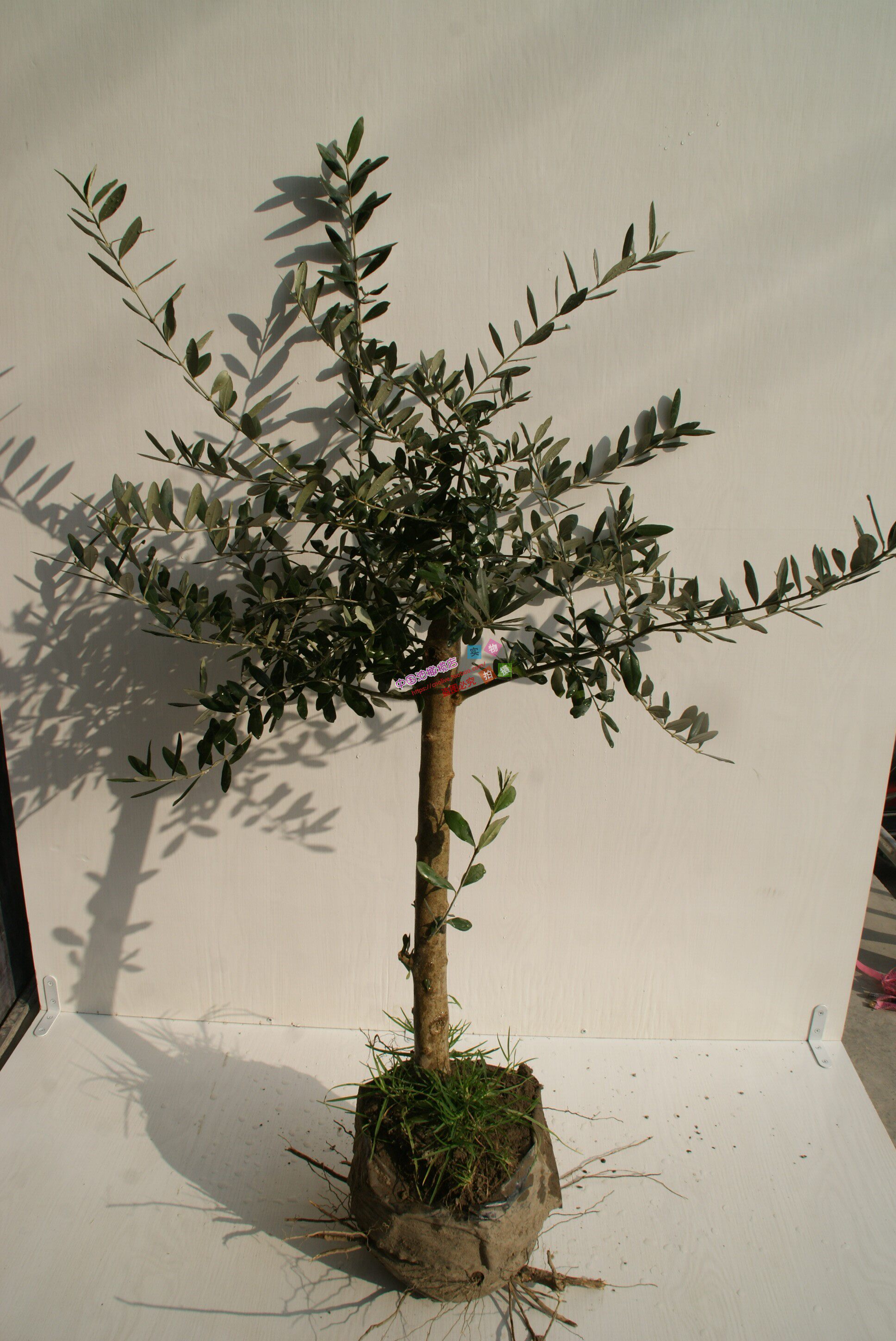 中国油橄榄店的优惠券大全