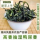 2025新春茶 凤凰单枞【抽湿鸭屎香】绿衣仙子凤凰单丛1斤高香单丛