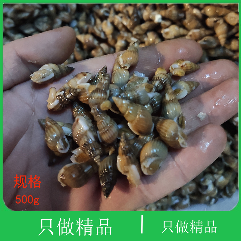 大连海鲜海瓜子海杂小海螺海波螺尖螺海钉野生大海螺丝鲜活海锥螺|ruв категории водной мясо/свежие фрукты и овощи/еда, морепродукты/водные продукты/изделия, моллюски, изумрудный винт - от Buy2taobao.com для оказания профессиональной услуги покупки агента Taobao