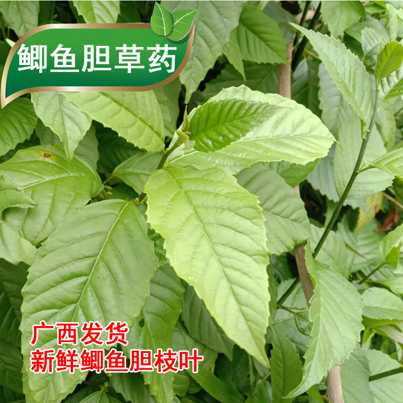 青鱼胆草|鲫鱼胆汁草的功效与作用有哪些,作用与益处有哪些?