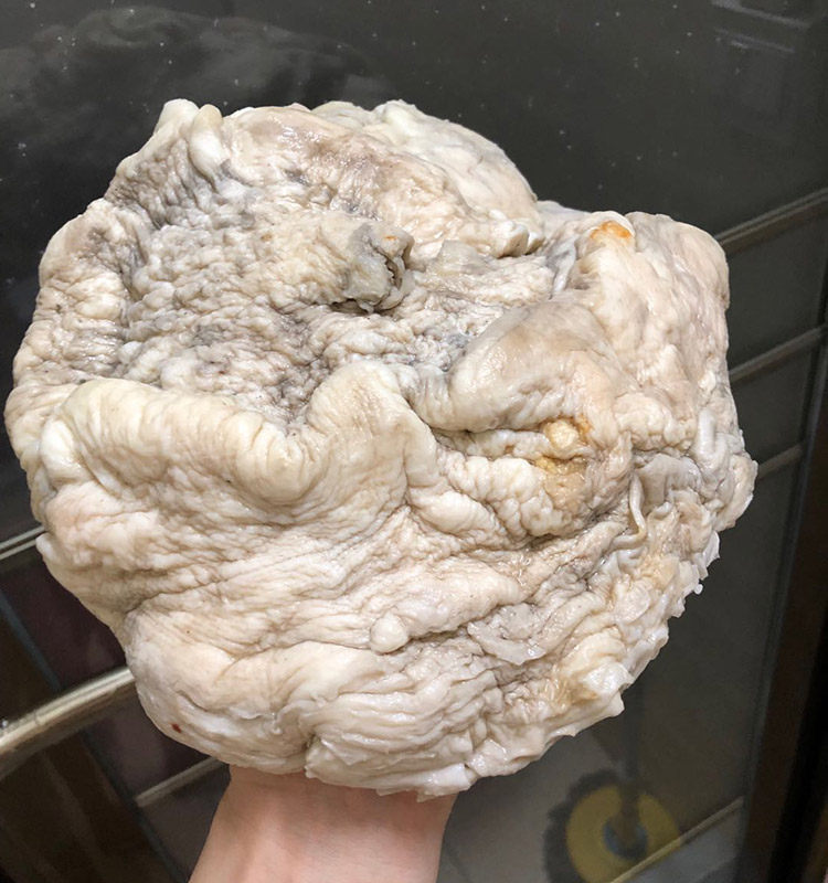 精品老皮太岁太岁肉灵芝活体野生整体精品高品质36斤