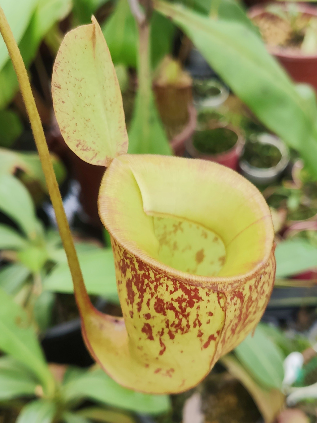 显目交圣杯猪笼草食虫植物低地高地品种非常可爱漂亮的笼子