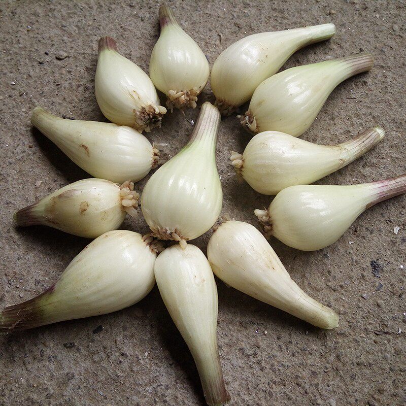 农家教头新鲜蔬菜 新鲜先挖 5 生鲜