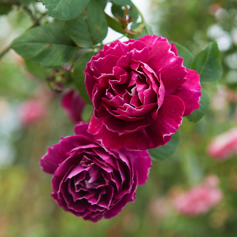 【紫袍玉带】藤本月季花苗特大花蔷薇花苗爬藤盆栽四季开花爬墙