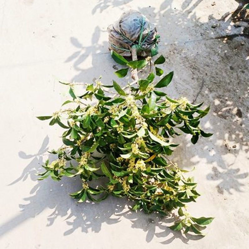 桂花树苗盆栽植物四季桂浓香型丹桂八月金桂带花庭院室内花卉四季在类目 鲜花速递/花卉仿真/绿植园艺, 花卉/绿植盆栽(新), 花卉中 - 来自Buy2taobao.com提供专业的淘宝代购服务