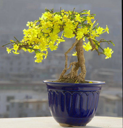 迎春花盆栽 精品提根造型盆景树桩 小叶虎蹄迎春室内盆景绿植盆栽