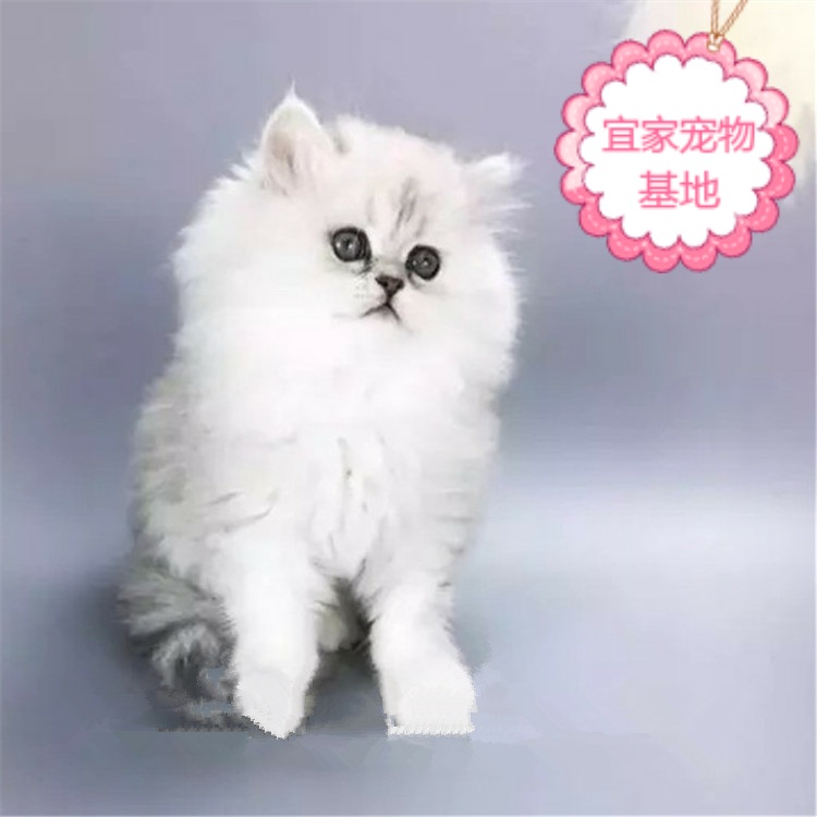 血统纯种金吉拉活宠物猫咪幼猫活体金吉拉长毛猫|msdalam kategori haiwan peliharaan/makanan haiwan dan bekalan, Kitty - dari Buy2taobao.com untuk memberikan perkhidmatan ejen Taobao profesional membeli