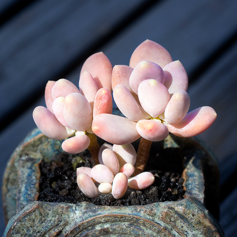 稻田姬群生多肉植物超萌肉肉植物室内阳台盆栽绿植花陌派云南多肉
