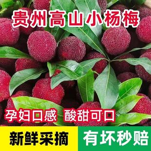 杨梅鲜果新鲜小杨梅酸甜多汁浓郁爽口食用应季水果杨梅泡酒云南