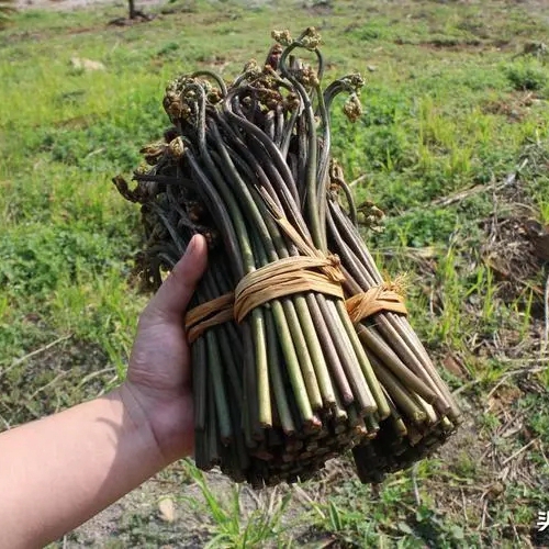 贵州野菜新鲜蕨菜 现摘整箱买菜山野