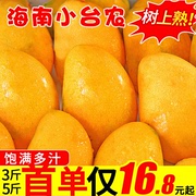 Hainan Xiaotainong mango 9 catties fresh Xiaotaimango should be seasonal fruit freshly picked tropical mango FCL 10