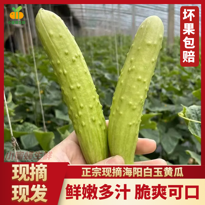 海阳白玉黄瓜新鲜孕妇水果蔬菜特产生