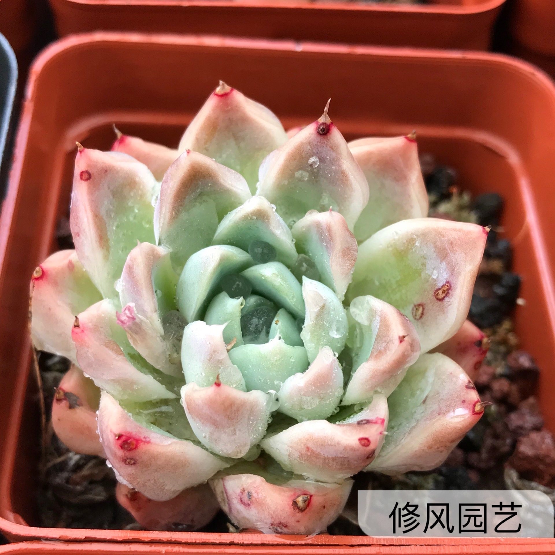 雅典娜云南精品多肉植物多肉植物