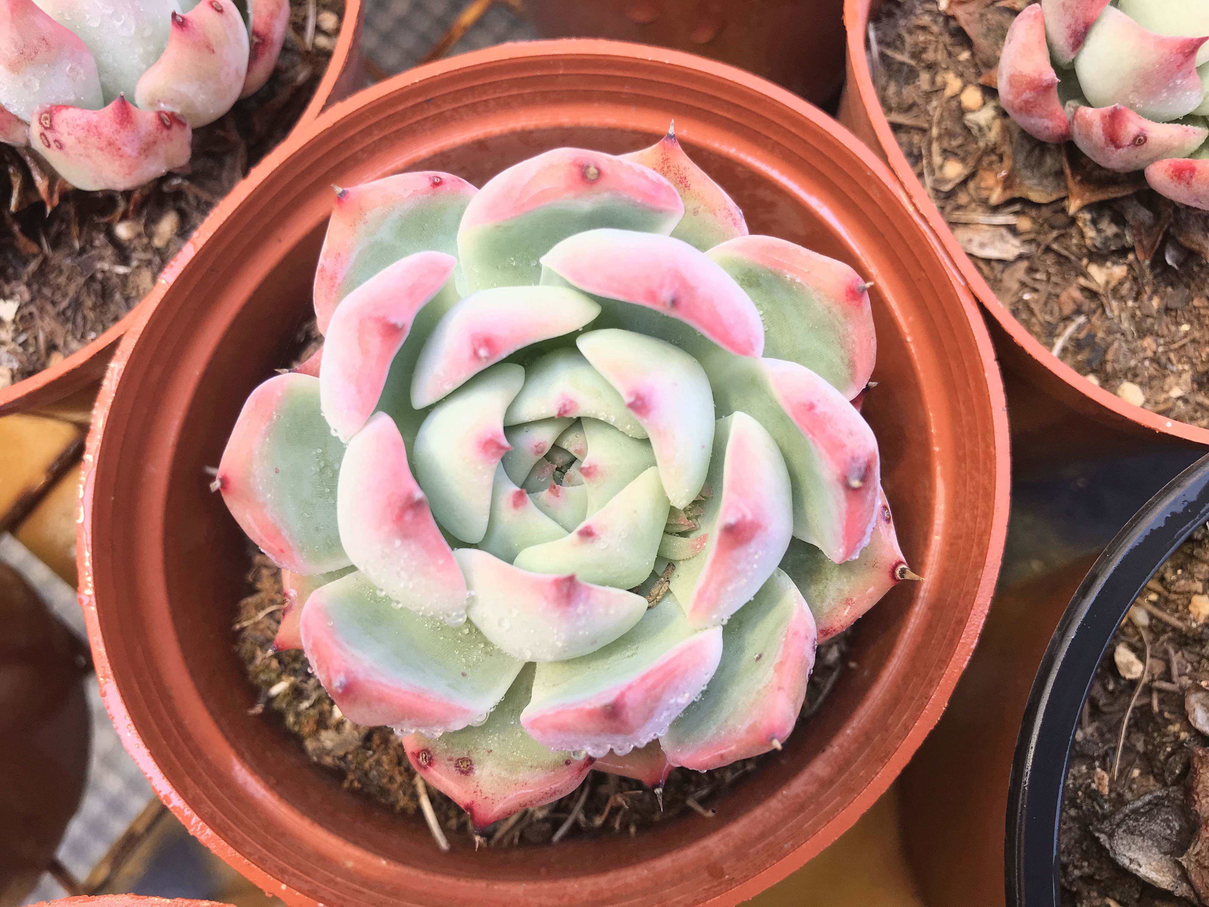 比利时水蜜桃云南精品多肉植物